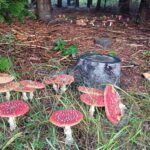 Rood met witte paddenstoelen op de grond van een bosrijke omgeving.